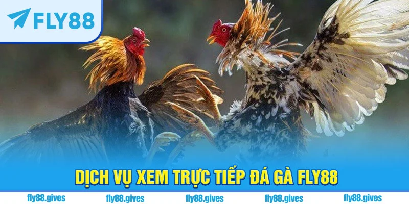 Trải nghiệm xem đá gà trực tiếp tại Fly88